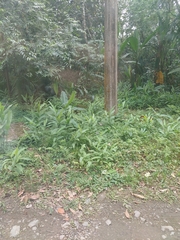 Hedychium coronarium