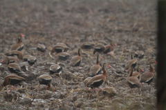 Dendrocygna autumnalis