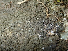 Xanthoparmelia loxodes