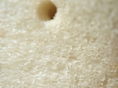 Rhizopogon