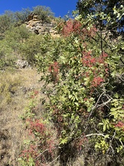 Pistacia terebinthus