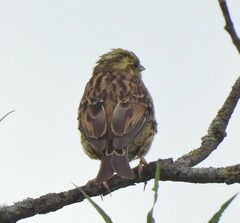 Emberiza citrinella