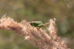 Bicolorana bicolor