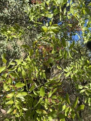 Pistacia terebinthus