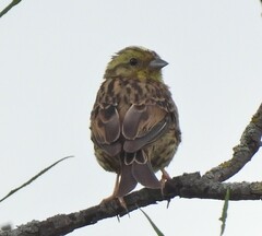 Emberiza citrinella