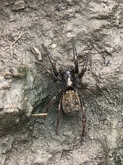Arctosa perita
