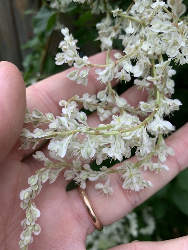Silver lace vine (Fallopia aubertii)