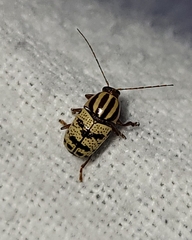 Cryptocephalus leucomelas