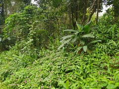Hedychium coronarium