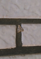 Bryophila domestica