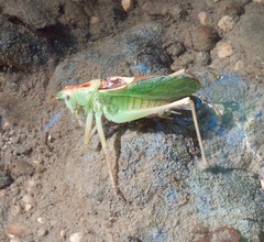 Tettigonia cantans
