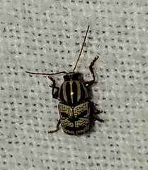 Cryptocephalus leucomelas