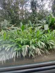 Hedychium coronarium