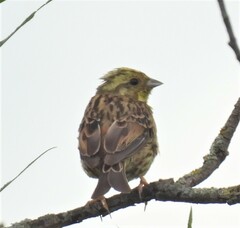 Emberiza citrinella