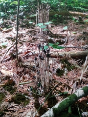 Monotropa uniflora