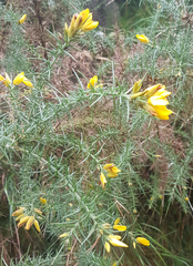 Ulex gallii