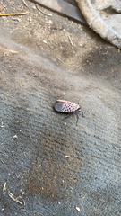 Lycorma delicatula