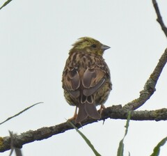 Emberiza citrinella