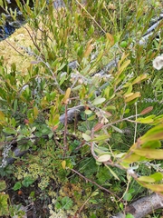 Chamaedaphne calyculata