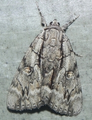 Catocala retecta
