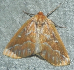 Caripeta piniata