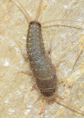 Ctenolepisma