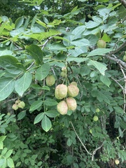 Staphylea pinnata