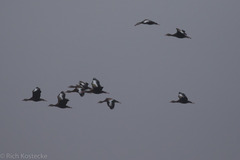 Dendrocygna autumnalis