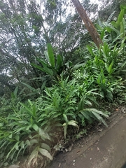 Hedychium coronarium
