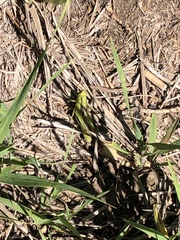 Melanoplus bivittatus