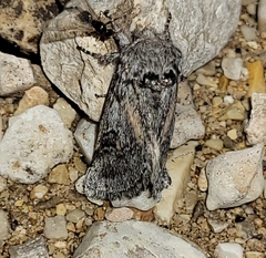 Astiptodonta aonides