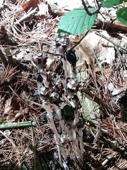 Monotropa uniflora