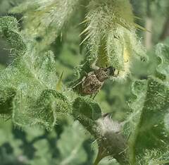 Pantomorus cervinus