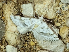 Macaria pallipennata