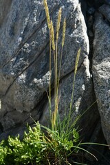 Trisetum spicatum