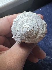 Sinistrofulgur sinistrum