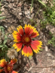 Gaillardia