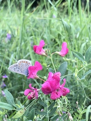 Lathyrus tuberosus