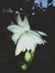 Jasminum sambac