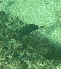 Siganus spinus