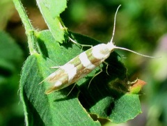 Argyresthia goedartella