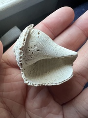 Sinistrofulgur sinistrum