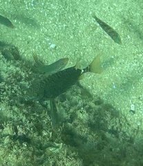 Siganus spinus
