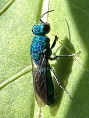 Chrysidinae