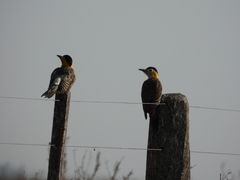 Colaptes campestris campestroides