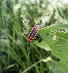 Stenomacra marginella