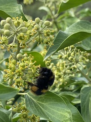 Bombus terrestris