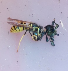 Vespula germanica