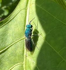 Chrysidinae