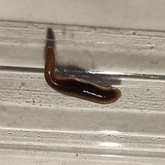 Erpobdella octoculata